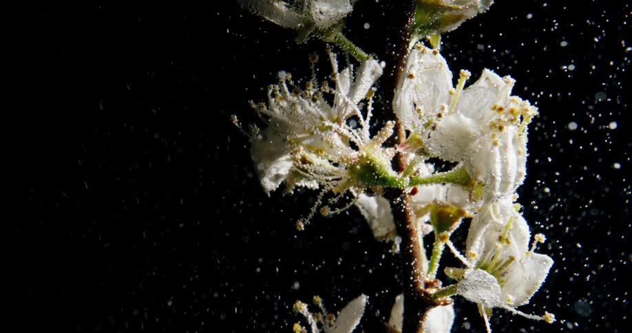 A plant is underwater in the dark