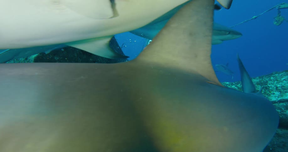 Scuba diver wearing armored suit standing on the wreck of a ship on the bottom of the ocean surrounded by sharks
