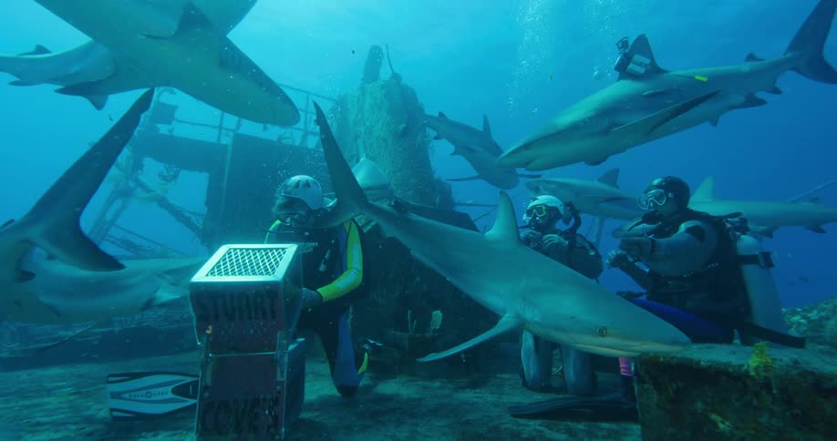 Sharks circle a group of divers on the sunken ship