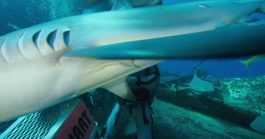 Two scuba divers feed a shark swimming by them underwater