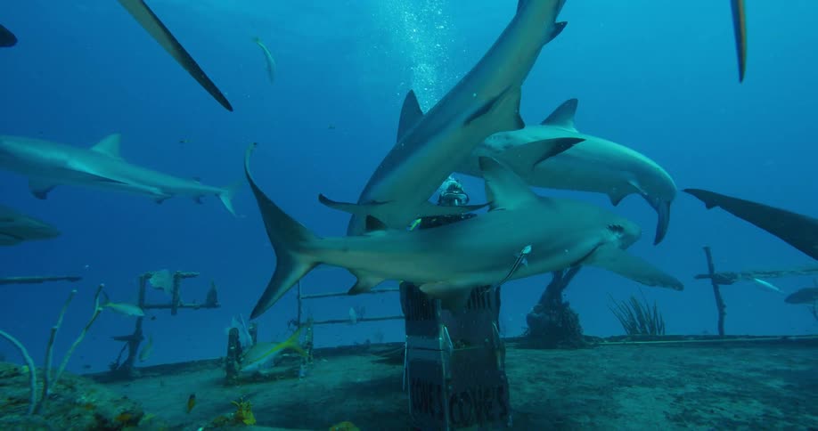 Scuba diver wearing armored suit standing on the wreck of a ship on the bottom of the ocean surrounded by sharks