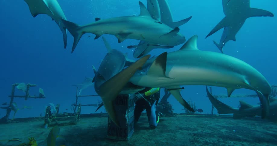 A large group of sharks surround a scuba diver