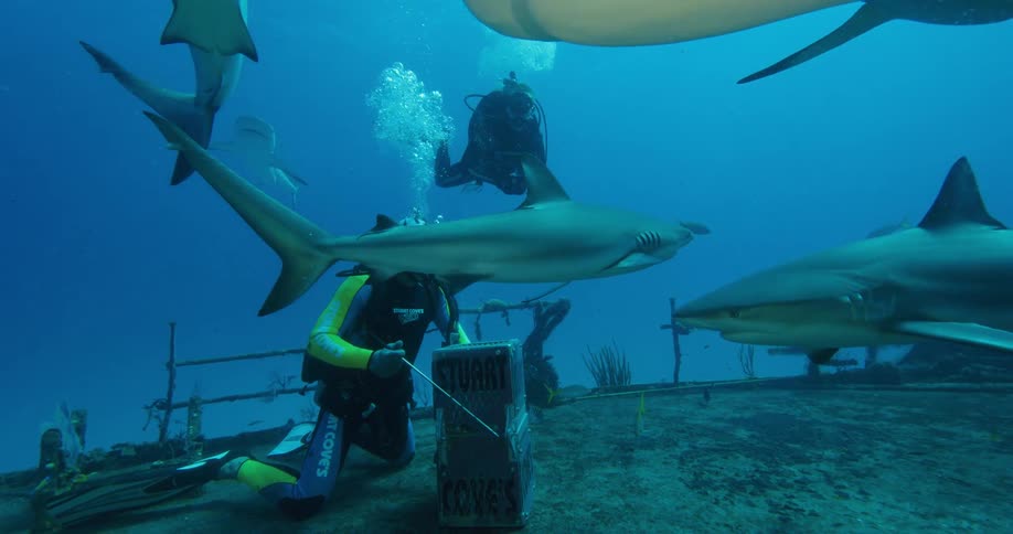 Sharks swim around a box near a diver
