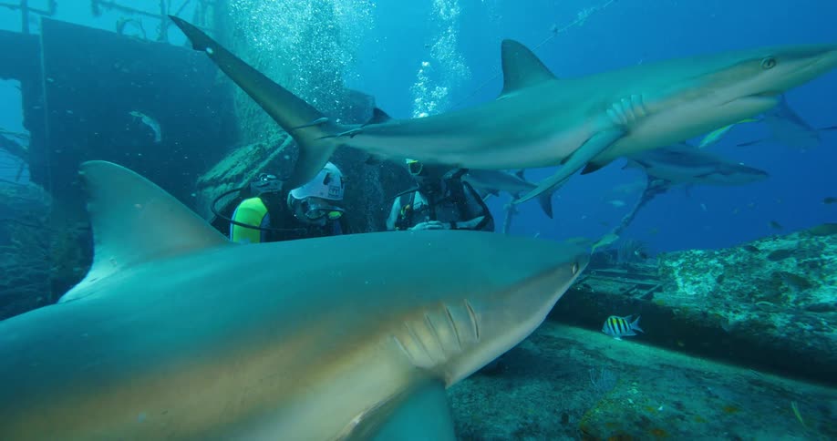 Two divers on the ocean floor examine a metal box as sharks swim past them