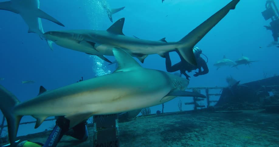 Two people with scuba gear swimming underwater with sharks