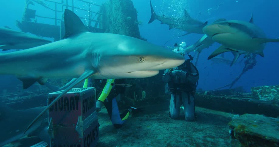 Scuba diver wearing armored suit standing on the wreck of a ship on the bottom of the ocean surrounded by sharks