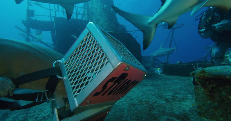 Sharks swim past a diver as he tries to help a shark with its head caught in a metal box