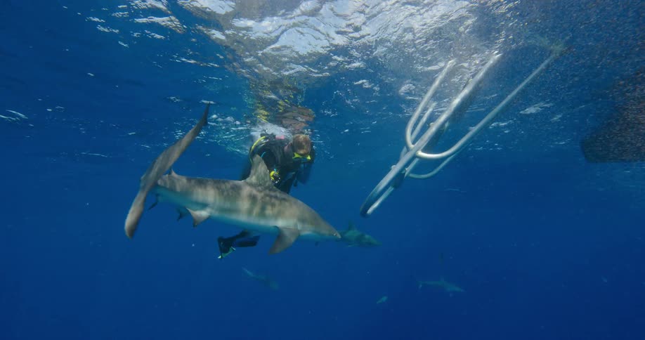 A diver is lowering a hook in the shark infested water