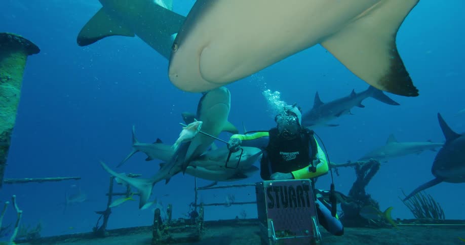 A diver is feeding fish to a group of sharks