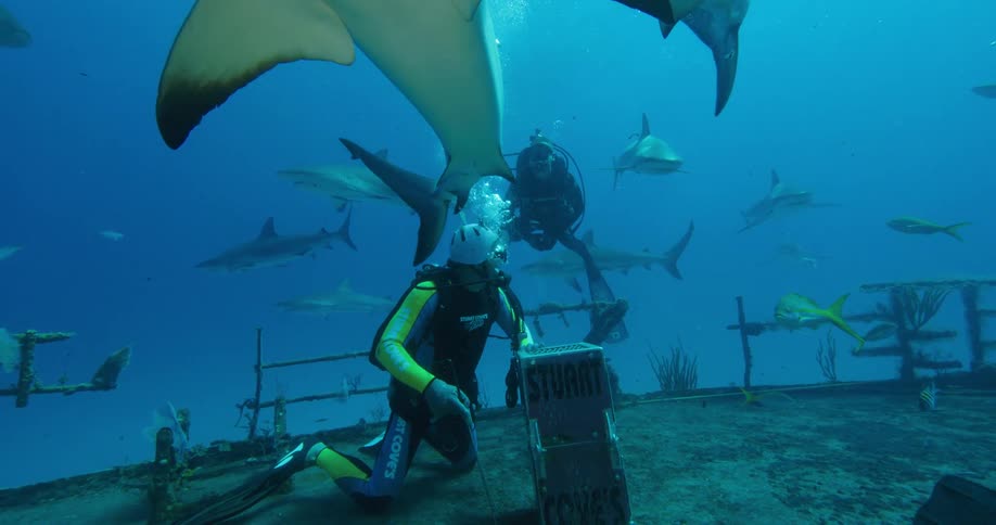 A diver operates a machine on the sea floor as sharps swim all around