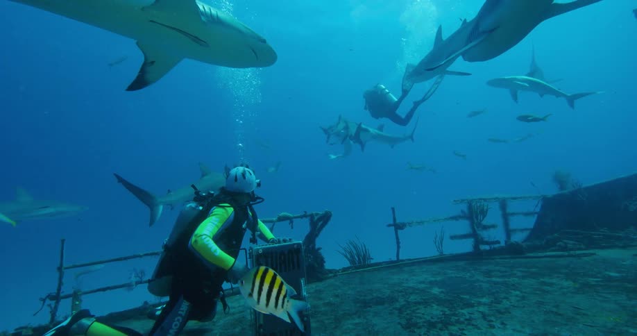 Two people swimming underwater with scuba gear on a shipwrecked with sharks and fishes