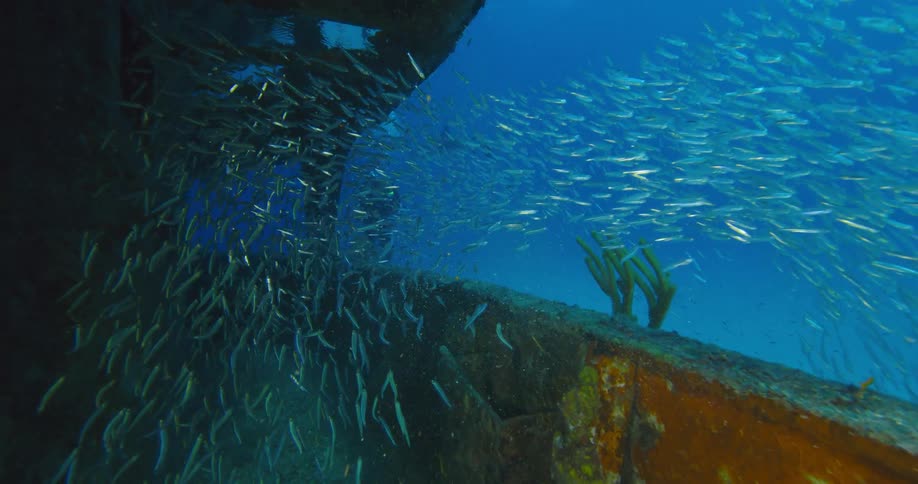 Large school of silver fish shimmer in light around shipwreck thinning to reveal scubadiver
