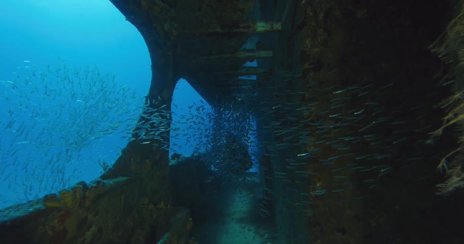 Fishes swimming underwater in the ocean near a shipwreck