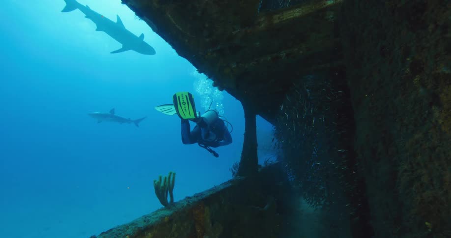 A person with scuba gear swimming underwater with sharks by a shipwreck