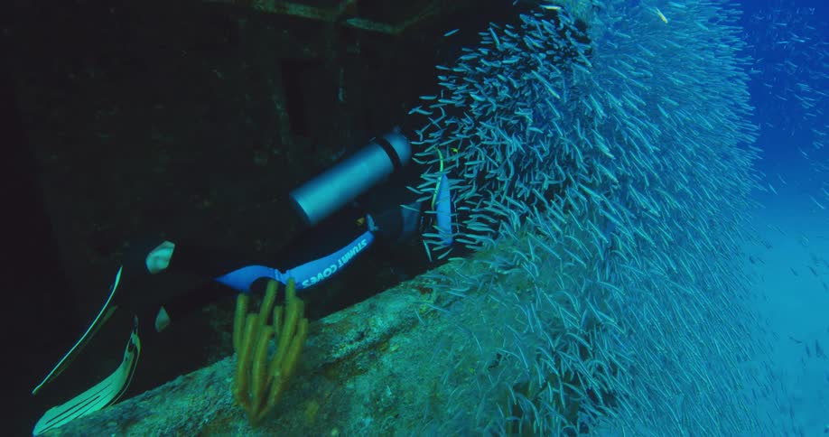A person with scuba gear swimming underwater with fishes and a sunken ship