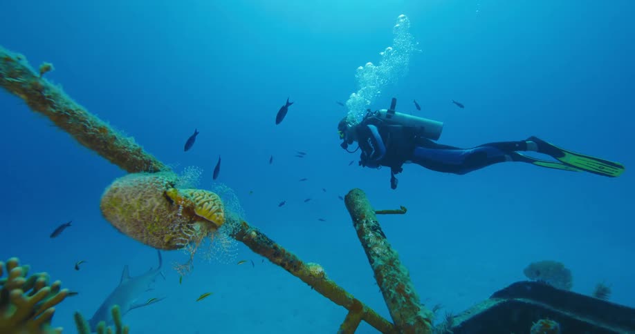 A person with scuba gear swimming underwater with fishes and a sunken ship