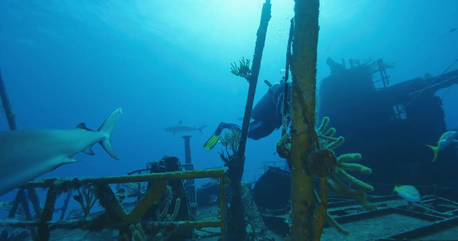 Scuba diver swims over shipwreck as sharks and other fish swim nearby