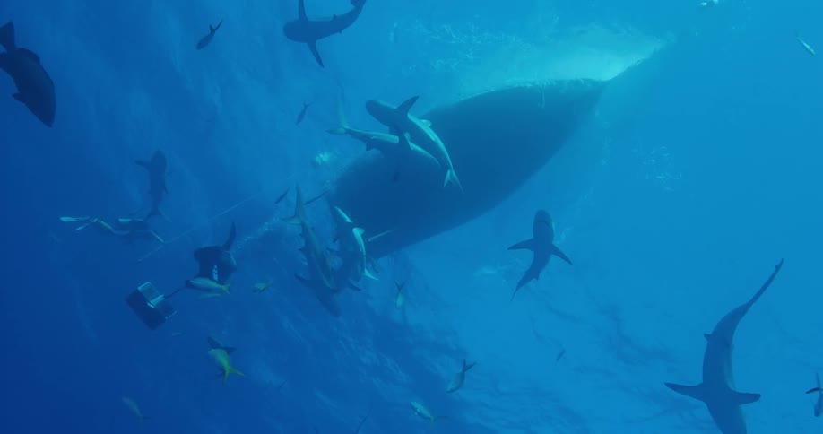 A view of sharks and fish swimming underwater
