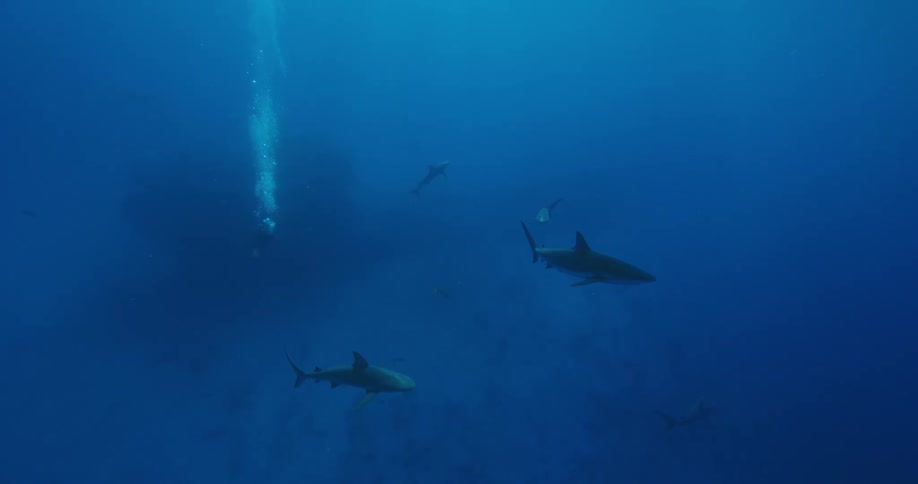 A diver follows a pair of sharks as they swim underwater