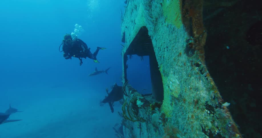 A person with scuba gear swimming underwater with sharks by a shipwreck