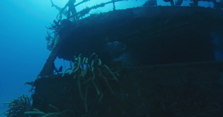 Vegetation covered wreckage of a ship on the sea floor during the day