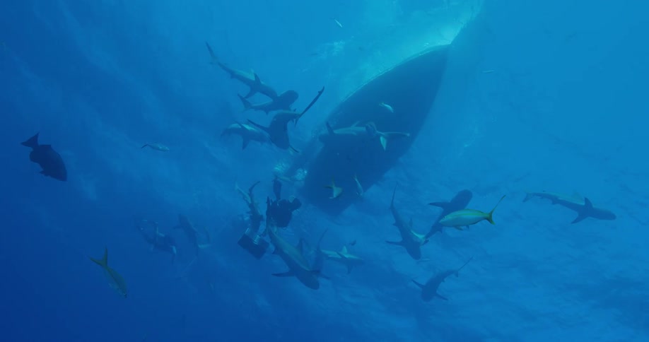 The sea life swim around the traveling boat above