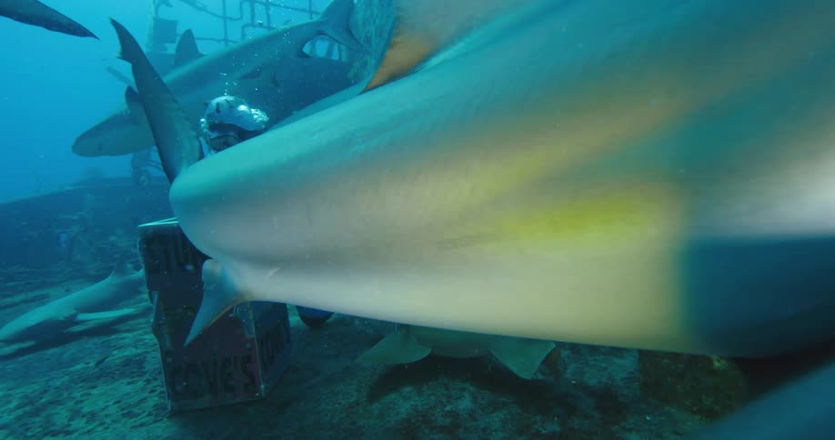 Sharks swim past divers in front of a sunken ship