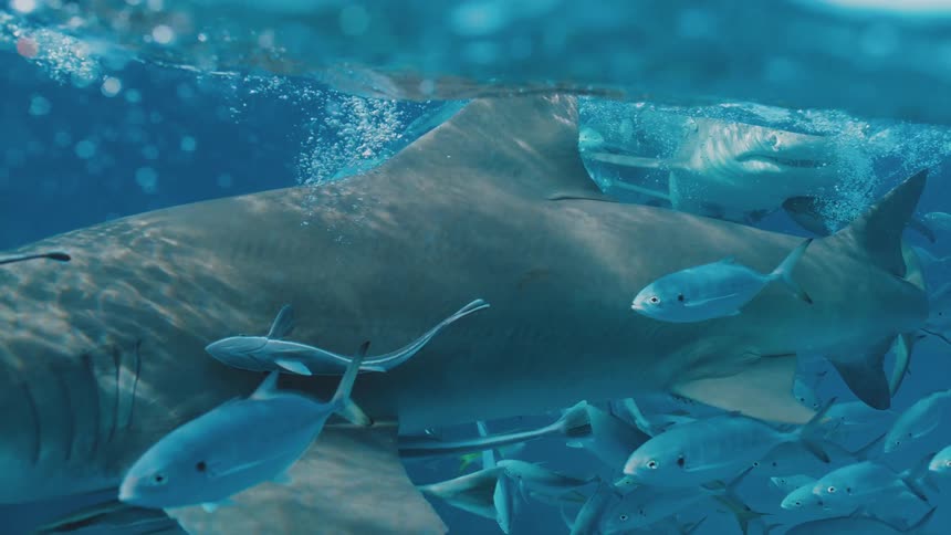 The sharks and fish swim together underwater