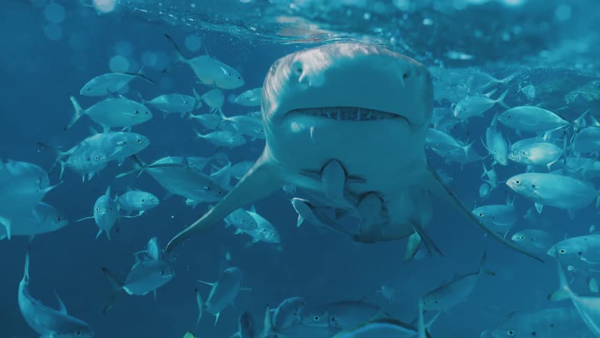 Sharks and fishes swimming underwater in the ocean
