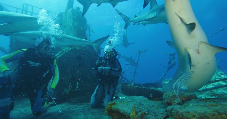 Two people with scuba gear underwater on a shipwreck with sharks and fishes