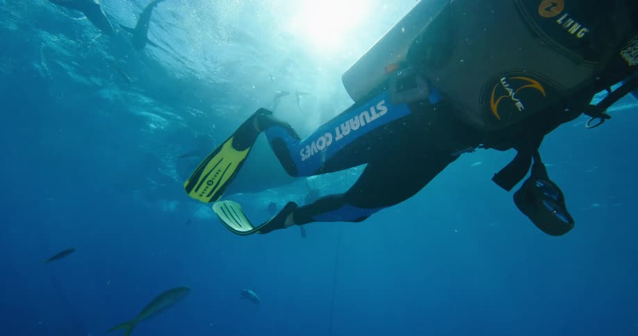 A man with scuba gear swimming underwater with sharks and fishes