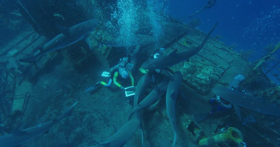 Sharks hover over and swim toward divers on board a wrecked ship in the ocean
