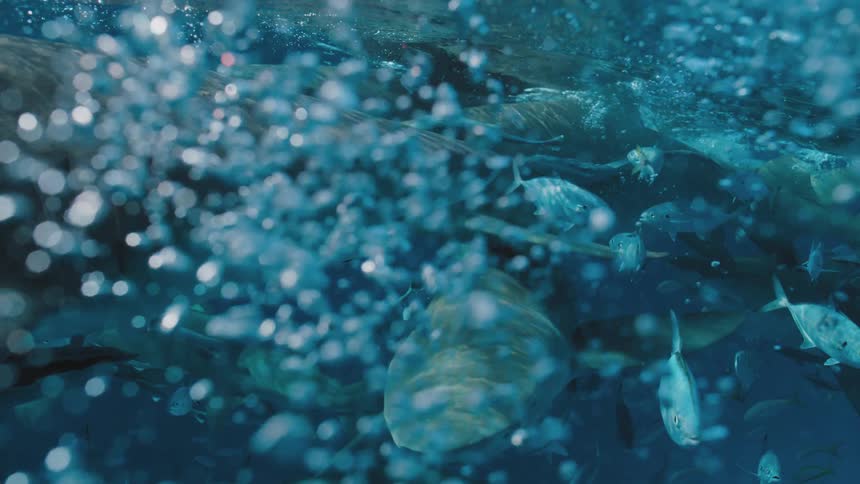 Sharks and fishes swimming underwater in the ocean