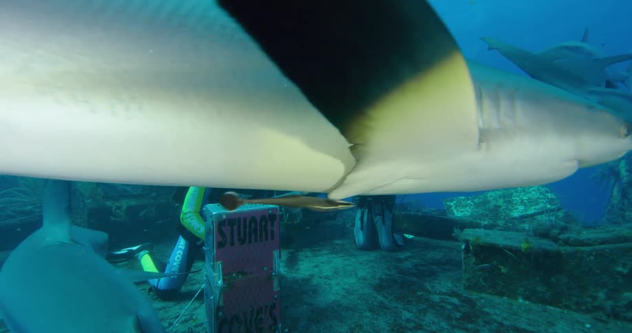 Sharks swim around divers as they sit on a wrecked ship