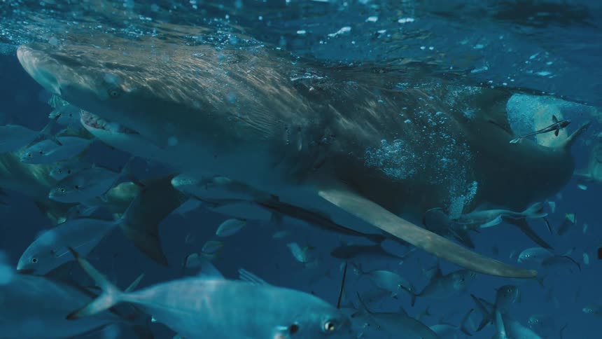 The shark is close to the top of the water