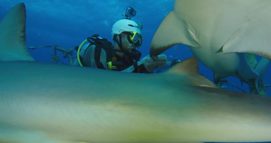 Two scuba divers sit on sunken shipwreck filming sharks swimming by closely