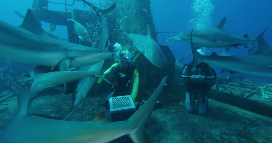 People with scuba gear swimming underwater on a shipwreck with sharks