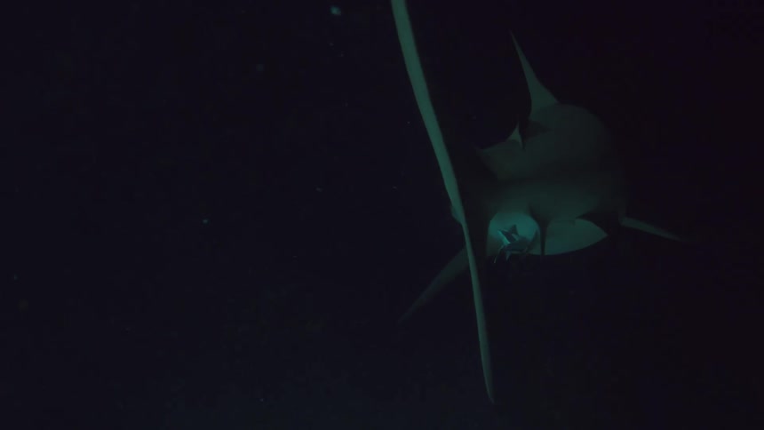 Shar swimming on the dark ocean water at night