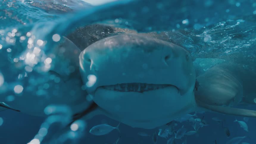 Sharks swimming under the surface of the blue ocean water