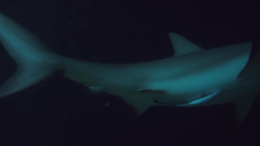 A large shark swims underwater while a smaller fish is swimming just below it