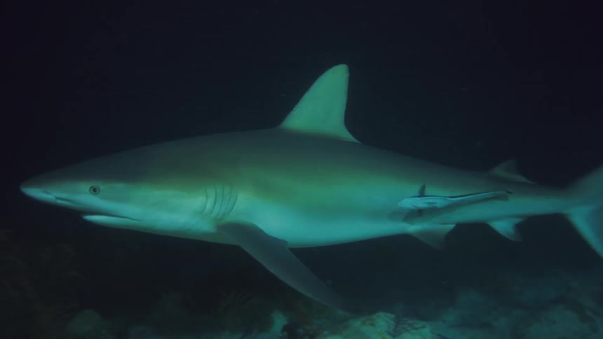 A shark and its baby swim by a diver