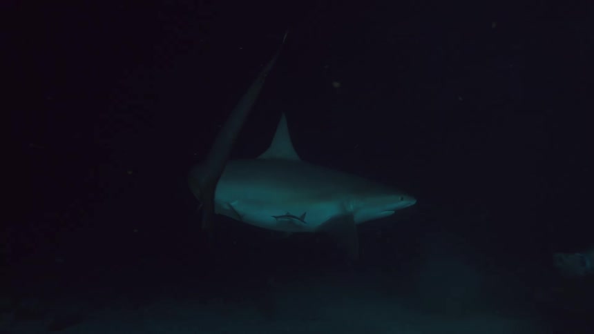 A diver feeds a shark and pets it as it swims around them on the dark sea floor