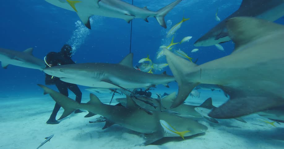 A person with scuba gear swimming underwater with sharks and fishes