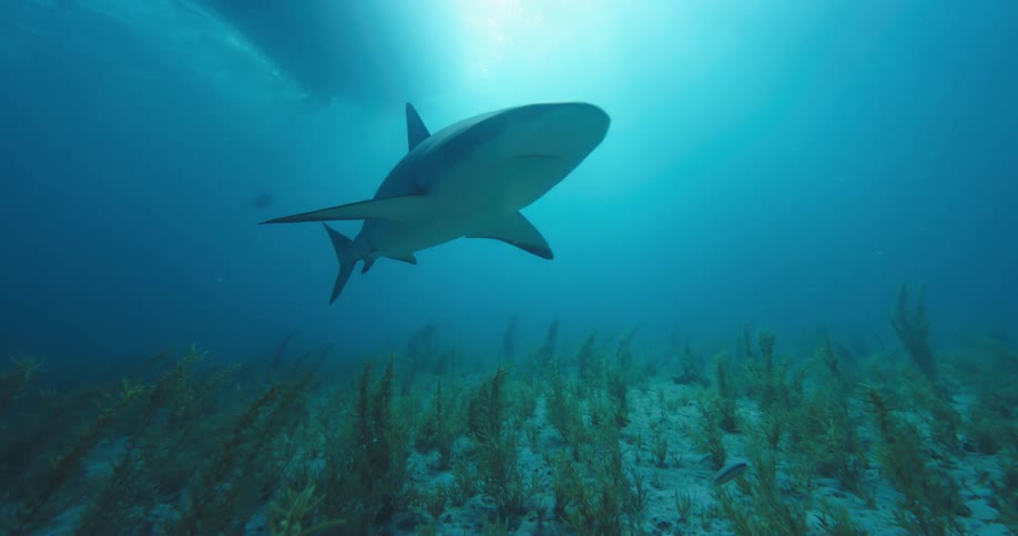 Couple of sharks can be seen swimming underwater