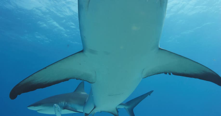 Numerous types of sharks and fish swim together in the ocean