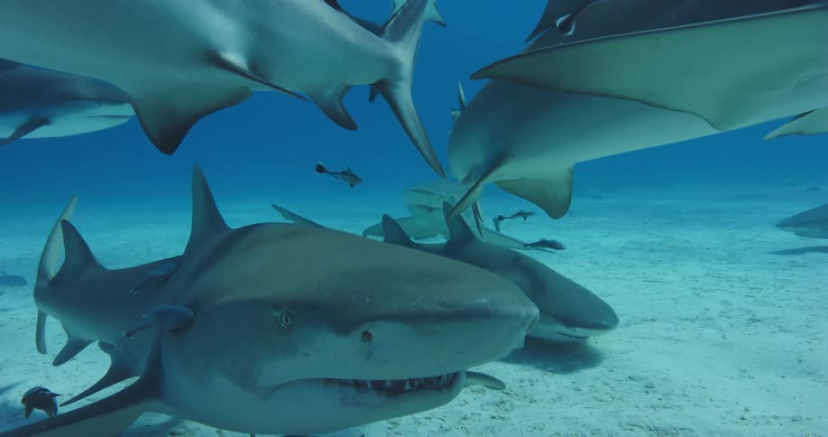 Small fish accompany large group of sharks swimming over sandy ocean floor