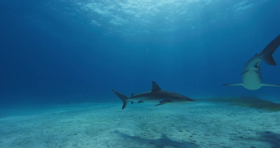 Two sharks swim underwater as the sun shines through water