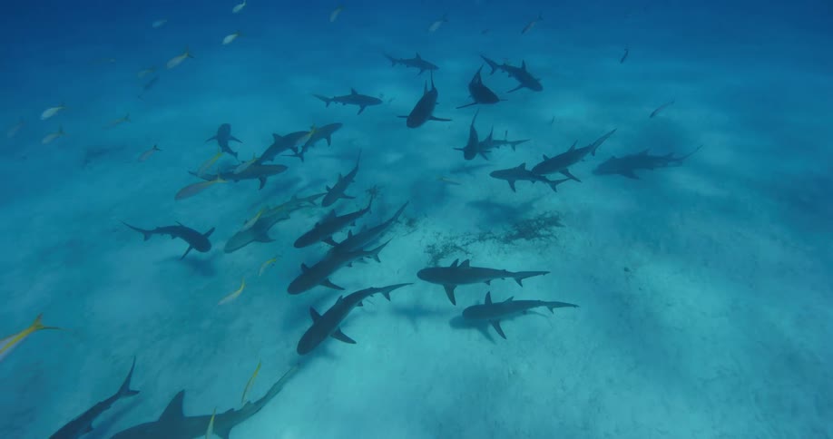 Swarm of sharks swim near sun dappled sandy ocean bottom as school of smaller fish swim nearby