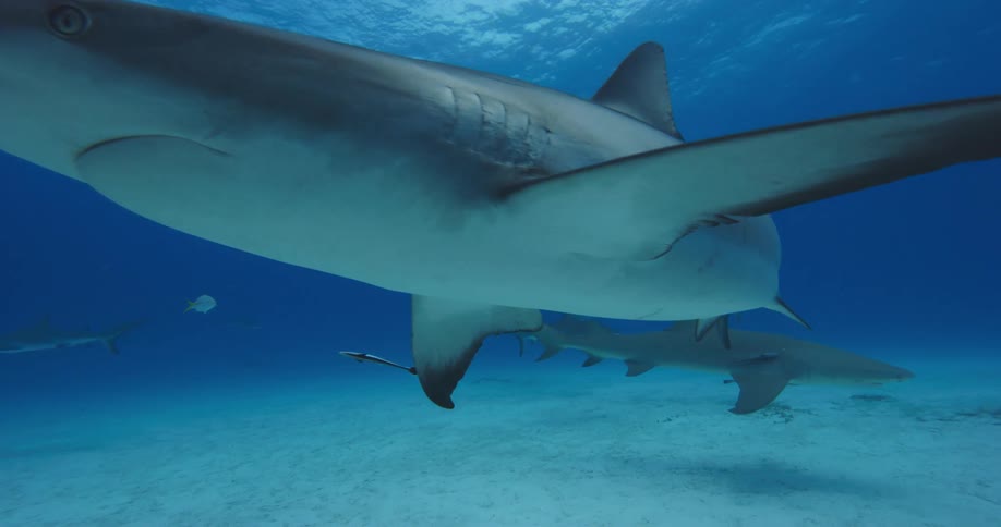 Underwater scene of sharks and fishes swimming around