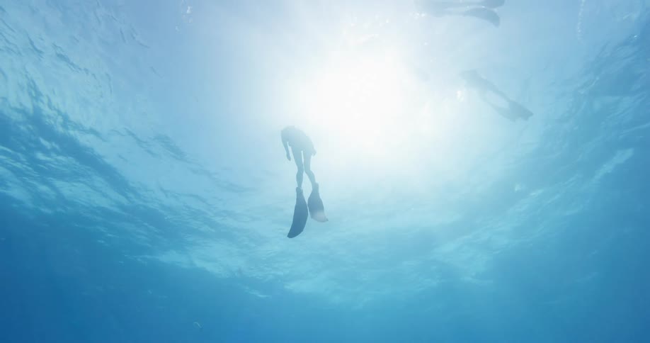 Divers swimming to the surface of the water